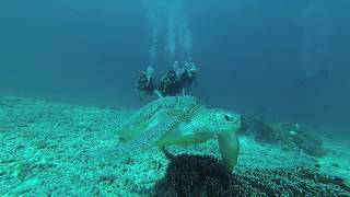 Diving At Shark Point Spot Gili Trawangan Lombok