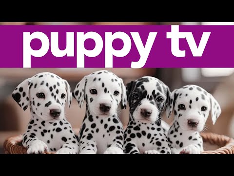TV for Puppies! 2 Hour Stimulation Boost for Dogs | Relaxing Petflix TV