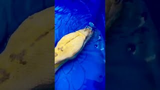 Snake Blows Bubbles || ViralHog