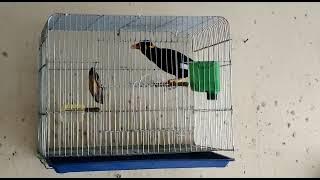 Suara burung beo asli Nias👍👍