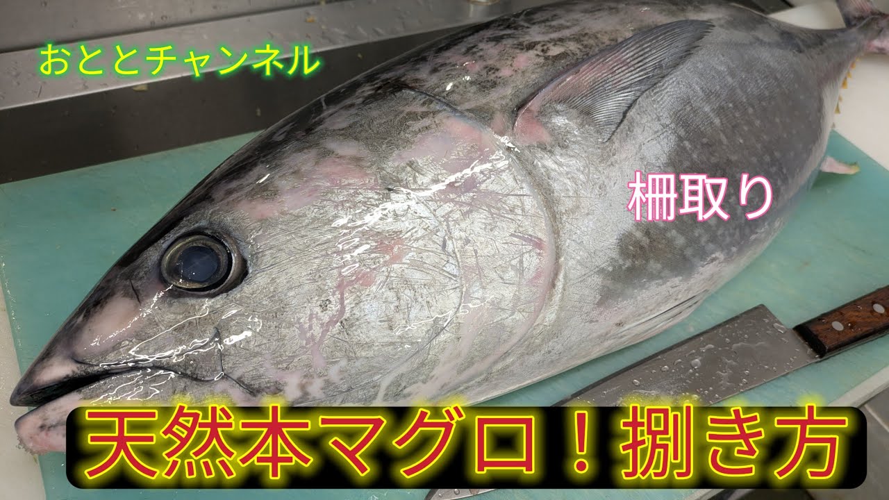 [魚の捌き方]本マグロ捌き方！1 - YouTube