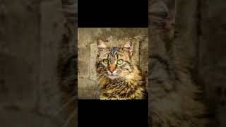 about the American Bobtail cat #shorts #short #facts #cat