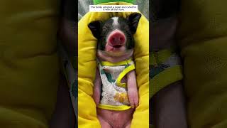 This family adopted a piglet and cared for it with all their love.