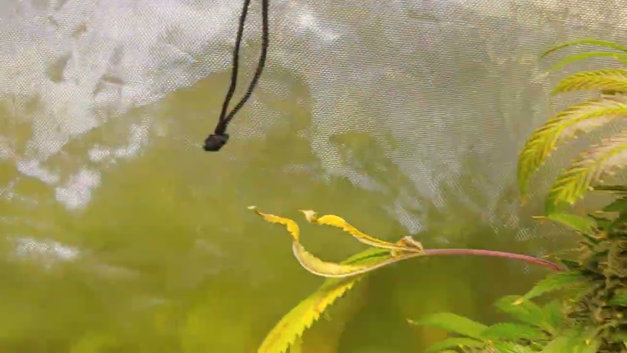 hempy buckets/ exotic genetics