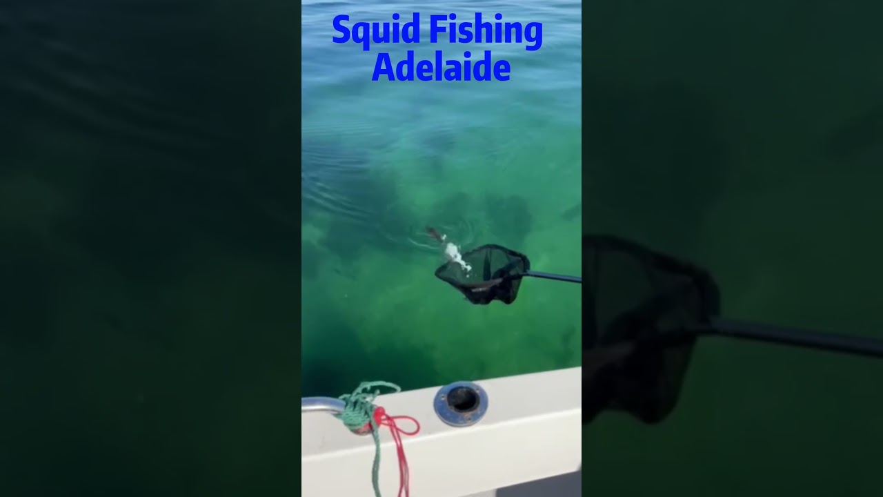 Squid Fishing Adelaide | Water is so clear
