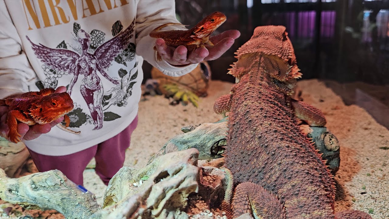 🦎Pogonas o Dragones Barbudos: Mascotas Fascinantes