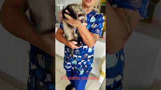 il Furetto piscione dammi un grrre
