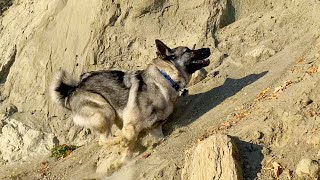 Port Williams Beach – A Norwegian Elkhound’s Playground