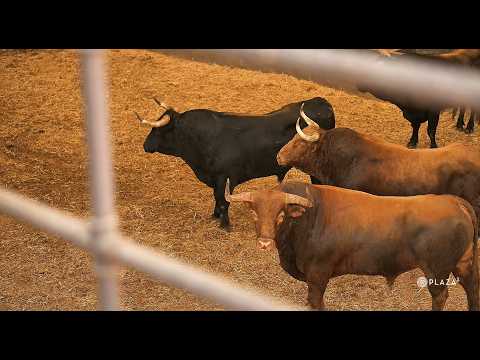 Desembarque toros de Pedraza de Yeltes