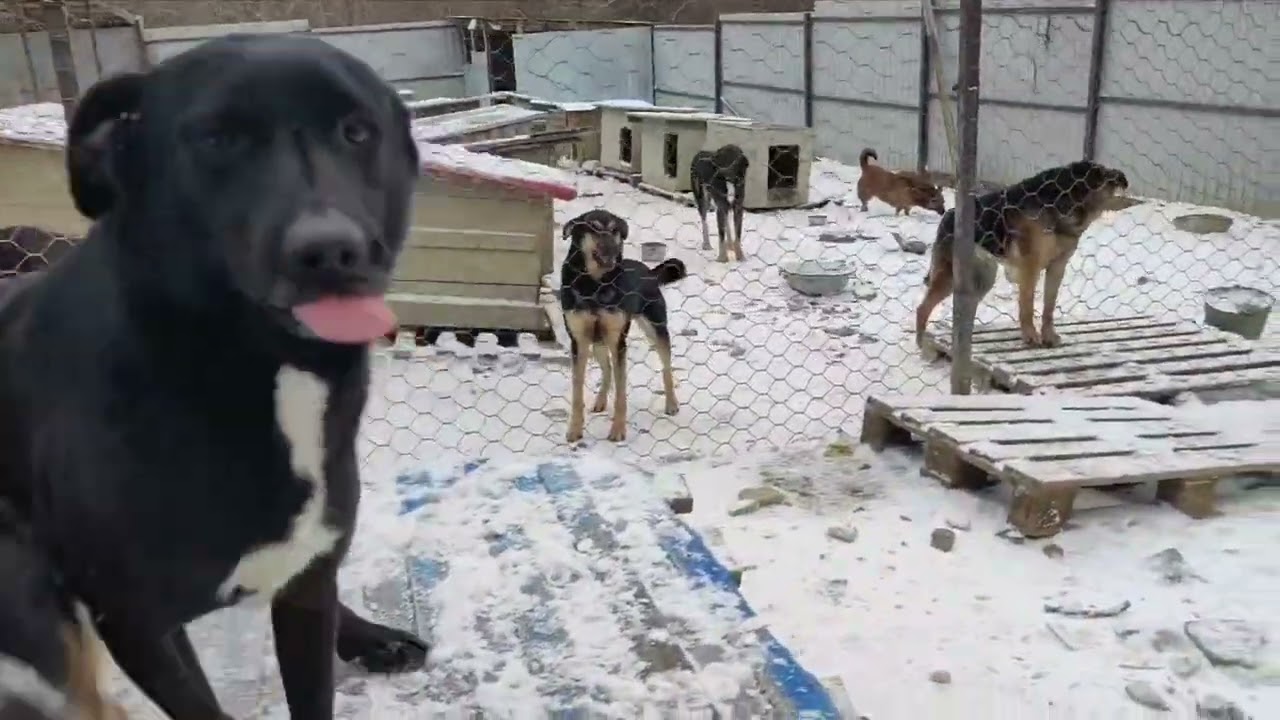 Приют Хару. Дом забытых собак 💔