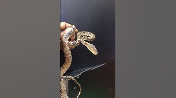 Amazon Tree boa handling tips and tricks.‼️💯