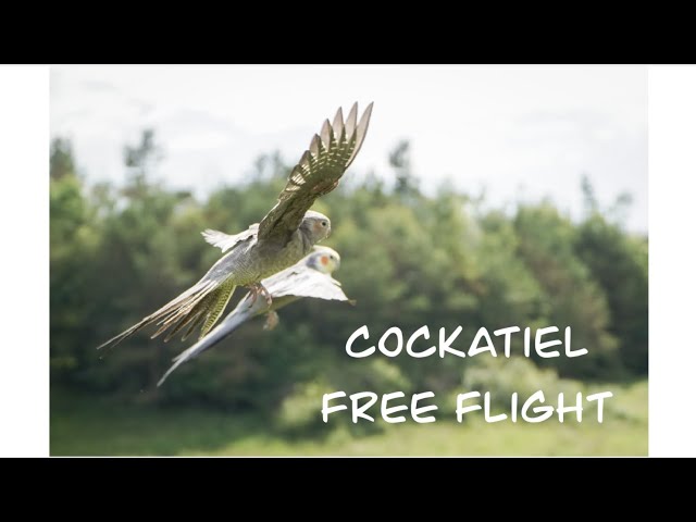 Cockatiels Fly At Scottish Hills || Parrot Free Flight class=