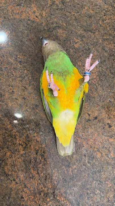 Kili Senegal Parrot Doing Simple Tricks on the Table #birds