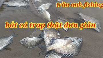 #trànanhfishing cùng anh em đi bắt cá trap ở biển thật đơn giản