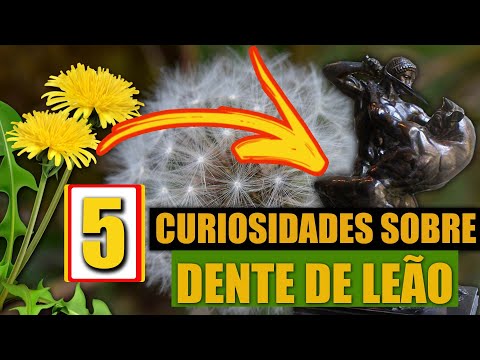 Vídeo: Traçados De Dente-de-leão: Fatos Pouco Conhecidos Sobre A Famosa Flor