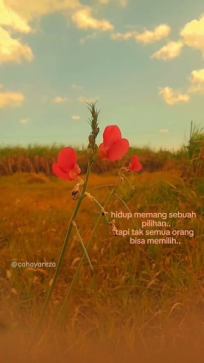 Sumpah & cinta matiku(Egha De Latoya)#shortvideo#storywa#shorts#short#viralvideo#video#viralshorts