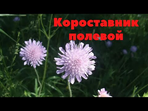 Video: Shamba Korostavnik