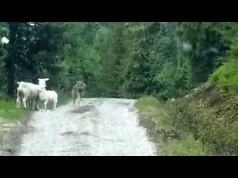 Sheep Vs Wolf in Norway (Official Clip)