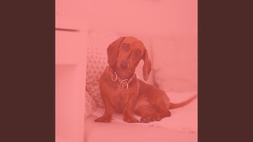 Pulsating Moods for Training Your Puppy