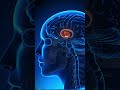 Comment le cerveau associe plaisir ou douleur #neurosciences #coachingdevie #coaching #motivation