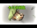 セミの羽化