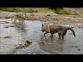 Czechoslovakian Wolfdog Pack &quot;Kuryak of Stellaburg&quot; @ Trnavska Baluga 3