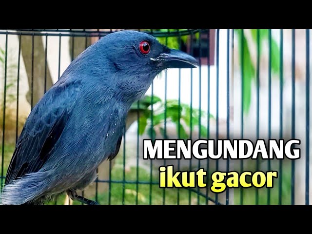 srigunting abu abu gacor PANCINGAN PALING PINTAR MENGUNDANG LAWAN class=