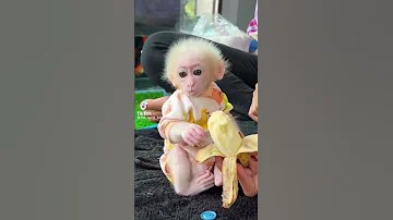 قرد يأكل موز بطريقة عجيبة 