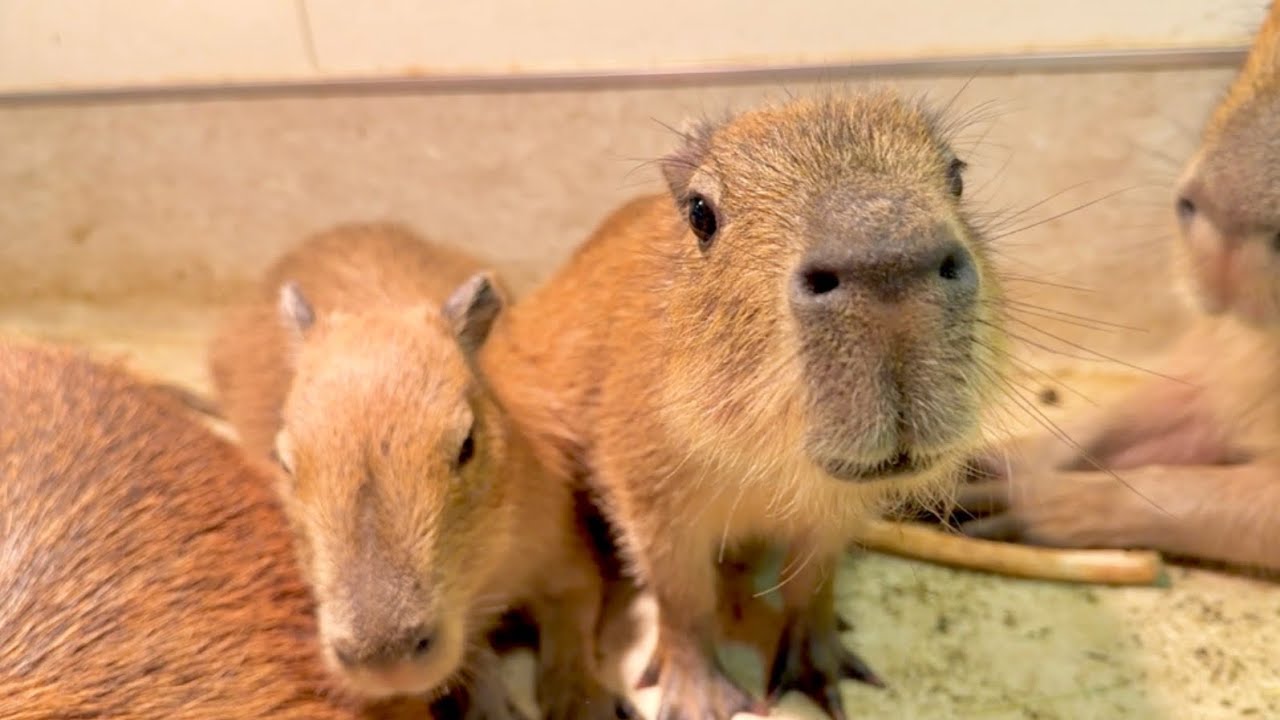 カピバラ子　1002 Dad Capybara Joins the Babies💛 - YouTube