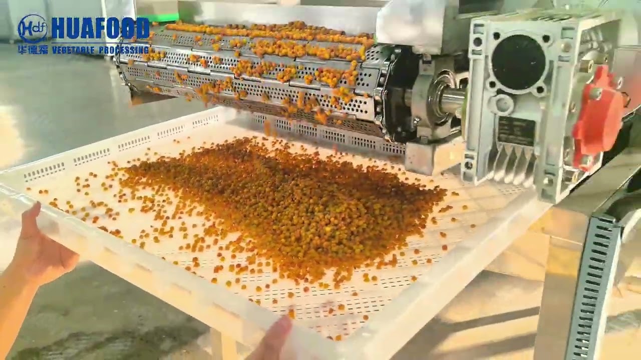 Industrial Sea Buckthorn Washing Machine | Bubble Wash & Dry Line for Berry Processing