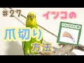 #27 インコの爪切り方法