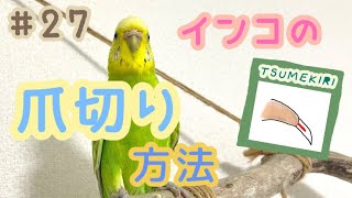 #27 インコの爪切り方法