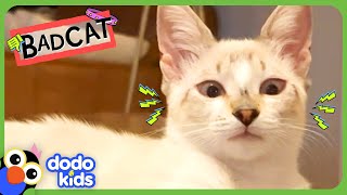 Naughty Cat Won't Stop Stealing Grandma's Breakfast! | Dodo Kids | Bad Boys & Girls