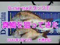 2022年2月15日　マリーナスタッフで真鯛を狙ってきた