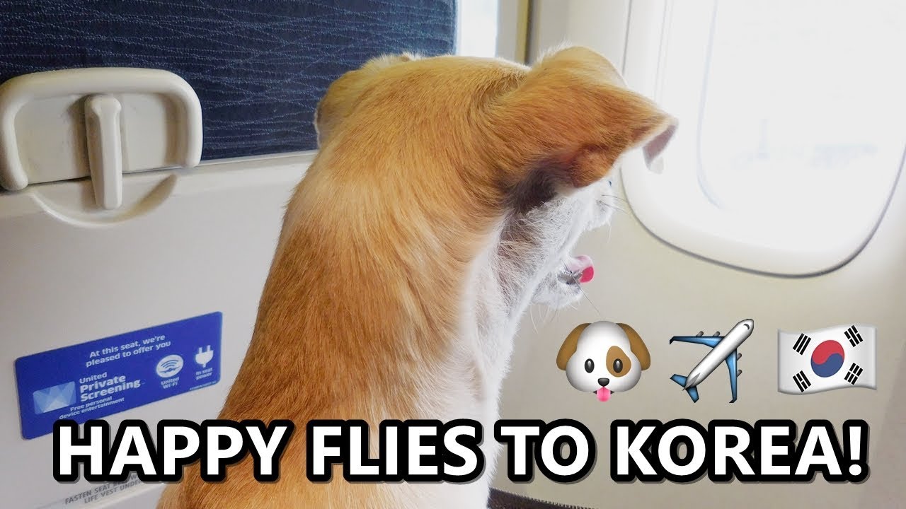 korean air dog travel