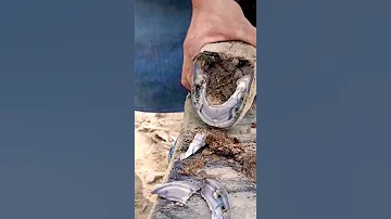Чистка копыта