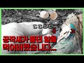 공작새가 생각보다 똑똑한데요...? 어떻게 알았지.. 🥹