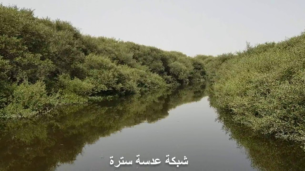أشجار القرم مناظر طبيعية خلابة لن تصدق أنها موجودة في البحرين