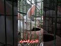 المزرعة السعيدة لأرنوبى اكسبلور طيور Rabbit