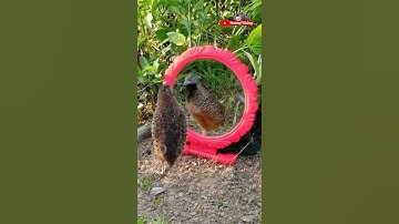 bẫy chim cút bằng gương #shorts #sănbắt #bẫycút #giảitrí #hoàngthắng