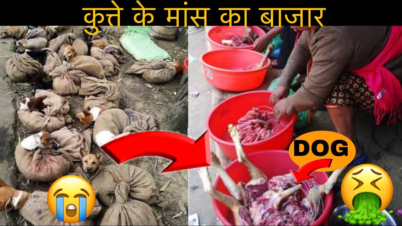DOG MEAT MARKET NAGALAND डॉग मीट मार्केट YouTube