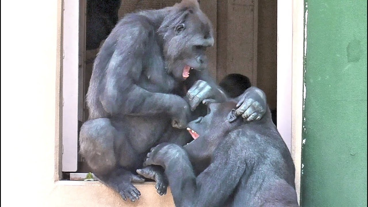Kiyomasa And Annie Are Close Siblings 4 Shabani Gorilla Silver 