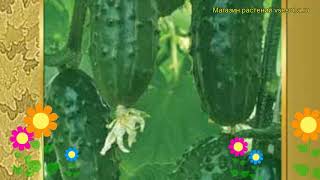 Видео Огурец сортовой Капелька. Краткий обзор, описание характеристик, где купить семена Kapel'ka (автор: Все сорта - интернет магазин)