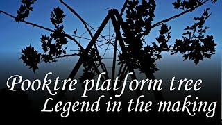 Pooktre platform tree a legend in the making