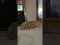Sleeping soundly like a baby 👶 #baby #fyp #viralshorts #leopardgecko #cutenessoverload #cozigecko