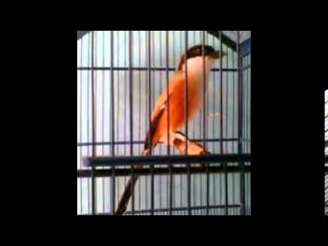 Cara Merawat Burung Pentet Cendet Cepat Gacor YouTube Cara Merawat Burung Pentet Cendet Cepat Gacor YouTube