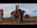 【ばんえい】ムキムキの牝馬のお手入れです