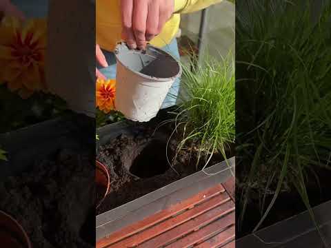 Video: Gartentipps Pt III: Companion Planting