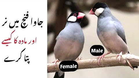 HOW To IDENTIFY Male Female In Java Finch