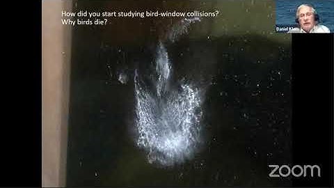 Bird-window collisions Principles (Principios de la colisión de aves contra ventanas)
